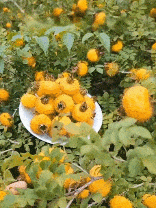 1760512073203705.gif